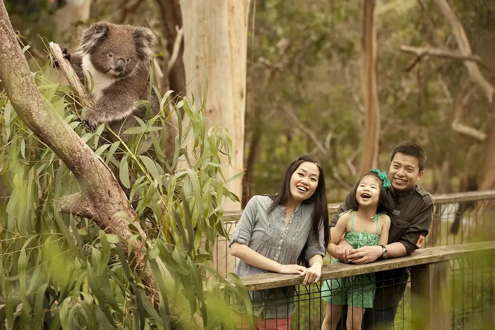 Ab Melbourne: Phillip Island Pinguin-Parade & Koala-Reservat