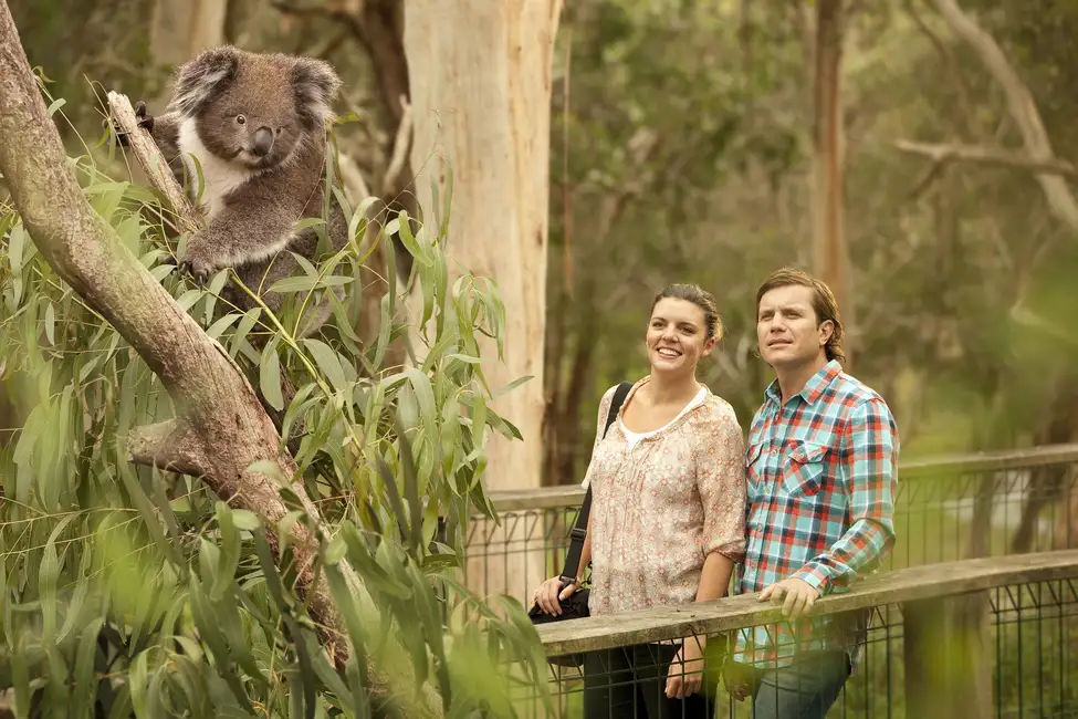 Ab Melbourne: Pinguin-Parade und Koala-Tour