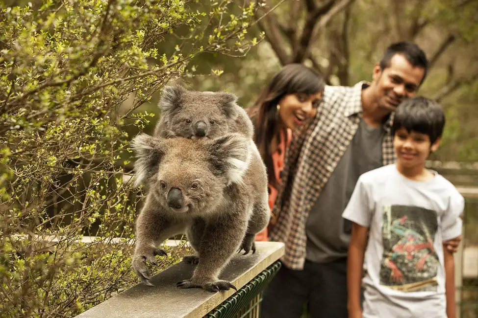 Ab Melbourne: Phillip Island Pinguin-Parade & Koala-Reservat