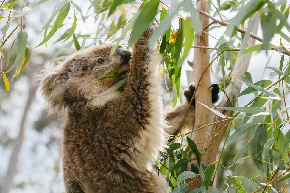 From Melbourne: Penguin Parade and Koalas Tour