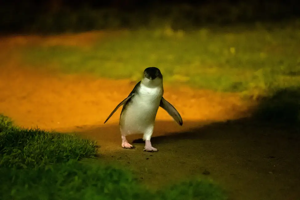 From Melbourne: Penguin Parade and Koalas Tour