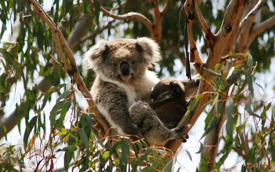 Melbourne: Boutique Phillip Island Wine, Dine & Penguin Tour