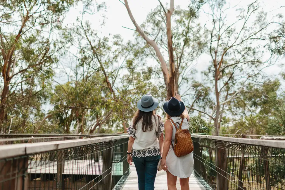 From Melbourne: Penguin Parade and Koalas Tour